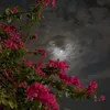 lw_504
