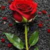 user1686797660780