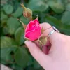 hadassa.m05