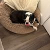 bostonterrierlover1