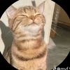 myint.myat.thiha11