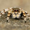shadow.arachne