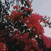 _hi6398