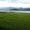 tnbkrng5