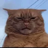 bithot7