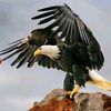 kamel.369