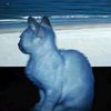 bluessh_