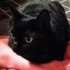 michaelalorentz2
