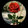 0318rehman0