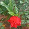 flordeacunaf