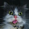 abuja.cat