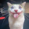 noni_9110
