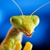 thepreyingmantis0