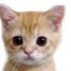 gato_guaton7770