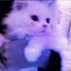 _bibymiau