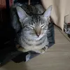 sharkydony