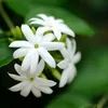 whjiiqbnseq