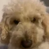 petdrawingdog0