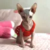 beerus.sama888