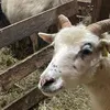 sheepman2000