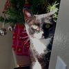 mrsnoelia