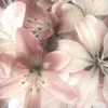 ively_pinku