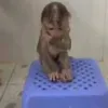 msofkkj