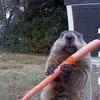 mr.bulldops7