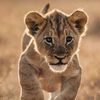 aliwarra_
