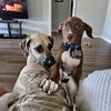 adventuresofhucknfinn8