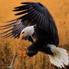eagle_eye6680