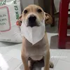 cutethicogisai