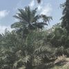 obazino00