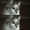 khao_fang13