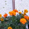 jomana.ali485