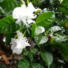 cacaaaaa_433