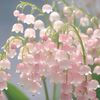 flowers_arepretty2