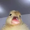 kai_nor