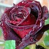 houd.hakim