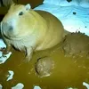 phatlo008