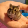 pebsthehamster99