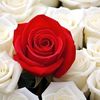 zeineb.md.ahmed