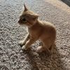 milo.opp