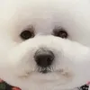 よっしーに
