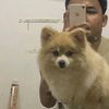 yoxiboom