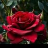 user7888238610184