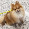 garybearthepom