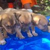 pets_rescue_sanctuary