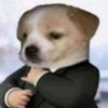 perritoelegante06