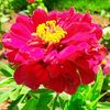 la_rose_93